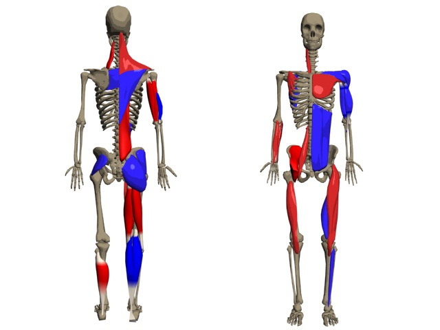 Svalové dysbalance