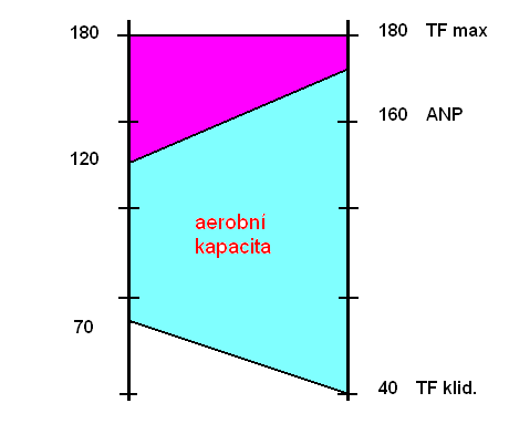 Vliv tréninku na tepovou frekvenci a aerobní kapacitu Vliv tréninku na tepovou frekvenci a aerobní kapacitu